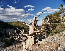 220px-Bristlecone_Wheeler