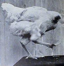 220px-MikeTheHeadlessChicken