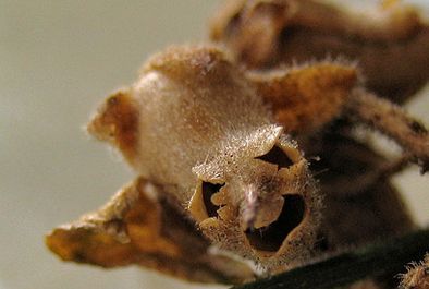 人头骨花