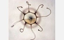 Turritopsis_dohrnii